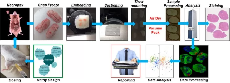 The workflow of spatial metabolomics